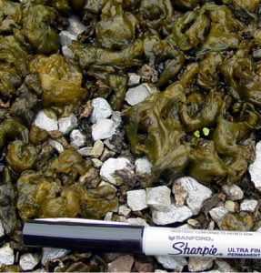 Nostoc algae on gravel Photo credit: Purdue Plant and Pest Diagnostic Lab