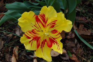 Photo of Tulip bloom, yellow with red steaks