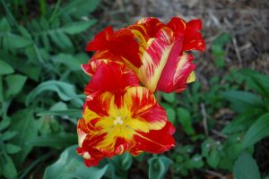 Red tulip flower with yellow streaks