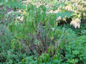 Photo of Drought-stricken hydrangea plant