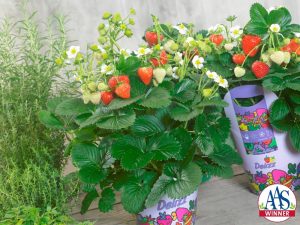 Photo of new strawberry cultivar, Strawberry Delizz, an F1 hybrid grown from seed
