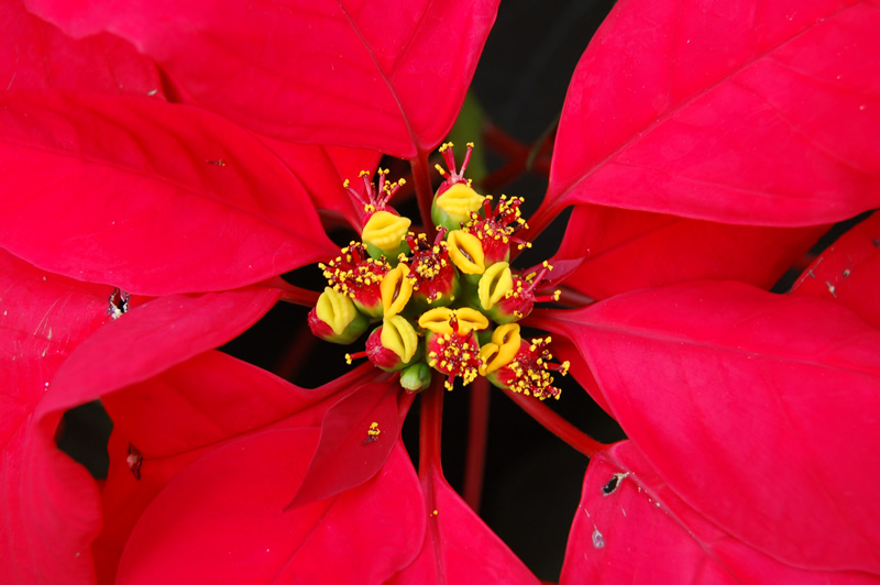 Image result for poinsettia close up