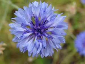 Photo of a blue Corn flower bloom