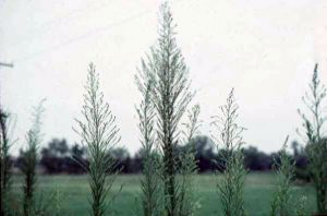 Photo of Marestail, also known as horseweed