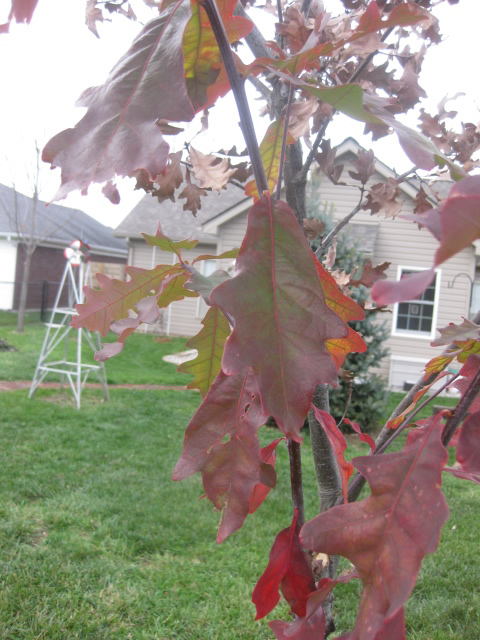 oak tree in fall leaves