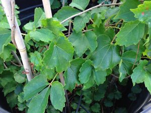 Young Boston ivy also has a compound leaf made of three leaflets. Each leaf is attached by a stalk.