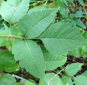 Photo of Poison ivy showing it has a compound leaf made of three leaflets. The top leaflet has a long stalk.