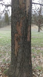 Photo of Trunk of dead tree showing unknown trunk damage