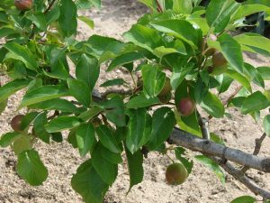 Photo of dwarf apple tree with immature fruit
