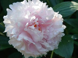 Picture of Pink, double-flowered peony bloom.
