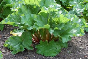 Photo of Rhubarb plant