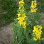 Yellow Loosestrife in Bloom