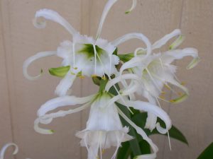 Spider lily Photo Credit: K.S. via email