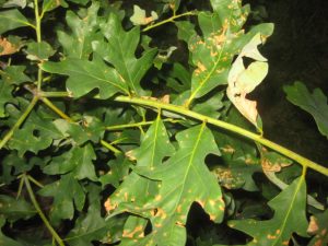 picture showing Spots on white oak leaves.