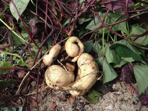 Photo of Ornamental sweet potato tuberous roots Photo credit: Rosie Lerner