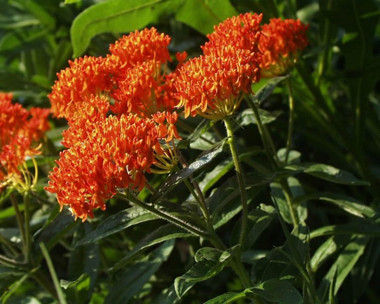 Butterfly Milkweed Named 2017 Perennial of the Year! Indiana Yard and