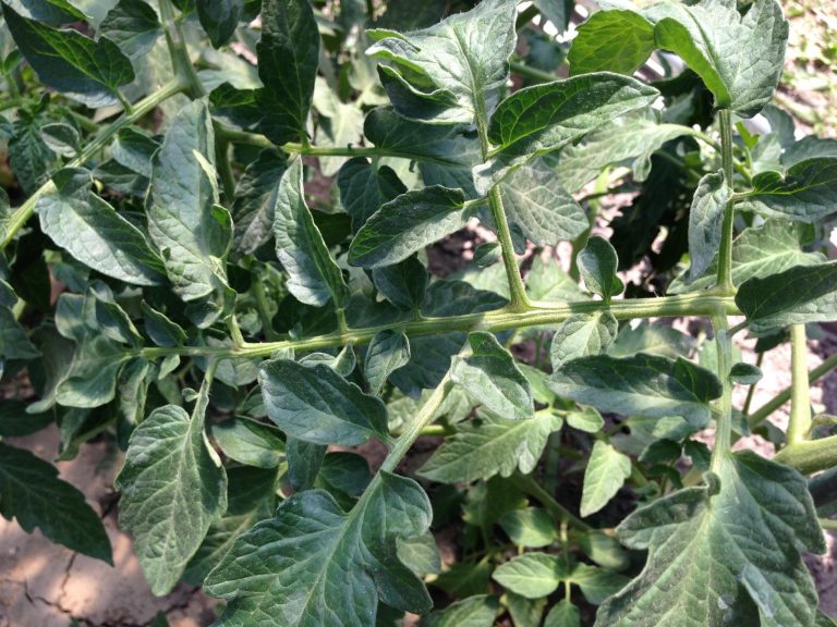 Plants absorb water better through soil than leaves/Do roots of dormant seedlings grow through