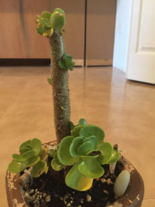 Picture of a mystery plant in a pot, likely a Kalanchoe Photo credit: R.E., Tippecanoe County