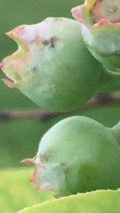Close up of damaged young blueberry fruit