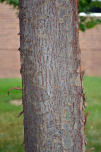 close up image of a tree trunk showing the bark of a Chinese elm tree. Photo credit: Purdue Arboretum