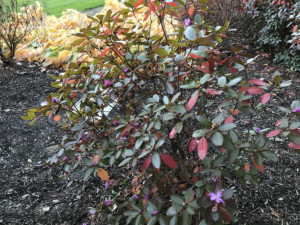  This rhododendron shows both blooms and fall foliage in November Photo credit: Rosie Lerner, Purdue Extension