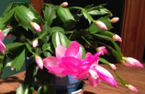 Close-up of a Holiday Cactus flower and several flower buds on the cactus plant.