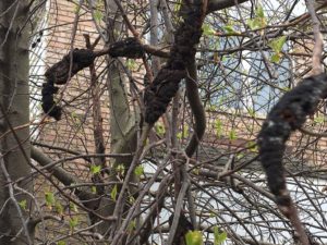 Picture of tree limbs/branches with one branch covered by these black knot fungus galls.