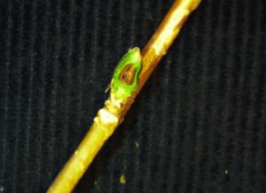 Close-up of forsythia bud sliced open to show a brown center indicating cold injury