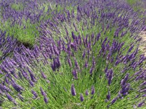 Patch of Lavender plants showing plants in full bloom