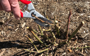 Close up of someone holding pruners and pruning rose twigs to remove winter dieback.