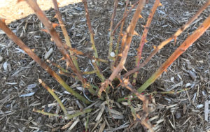 Close up of lower rose plants showing old stems that have died from winter injury.