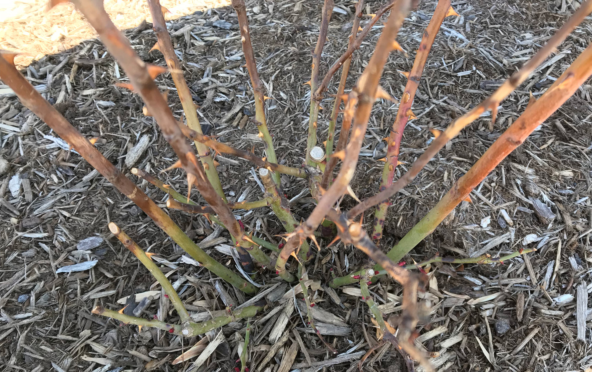 Where Have All the Flowers Gone? Indiana Yard and Garden Purdue