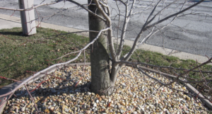 Lower trunk of a maple tree in a yard setting showing a mature upright root sucker, growing up at the base of the tree.