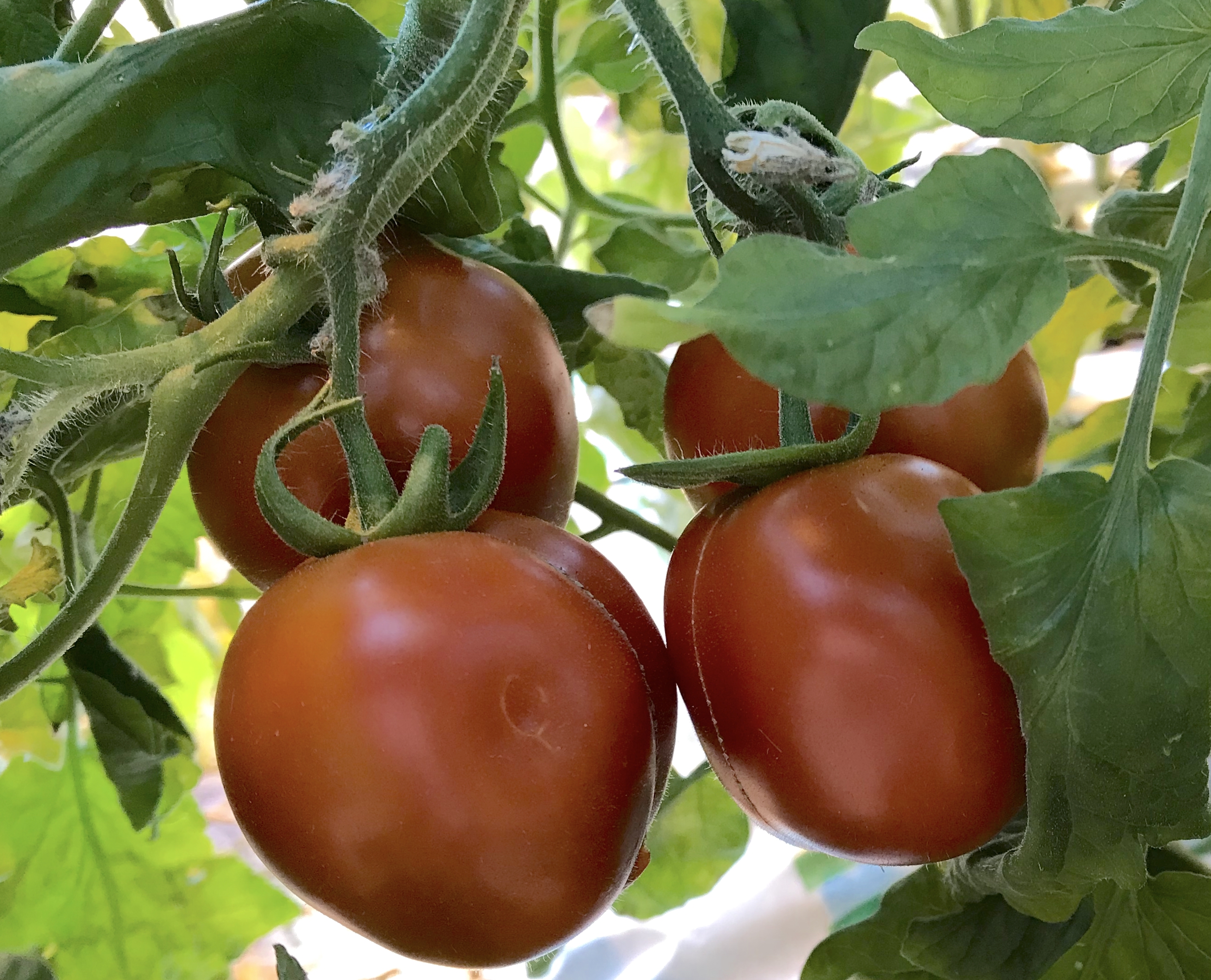 Budidaya tomat hortikultura