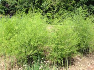 Full size asparagus plants with green, fern-like leafy foliage.