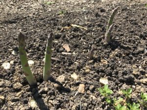 Five asparagus spears coming up from the soil.