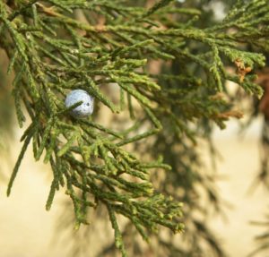 Close-up of a green Eastern red cedar branch with a small, round, blue fruit.