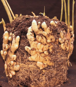 Image of Ginger rhizomes dug up from the ground surrounding a clump of dirt and the stems extending up above