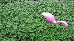 large patch of what might be Clearweed with a pink flamingo in the patch