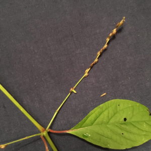 Closeup of the seed stalk, long slendar stalk with seeds along it.
