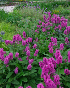 Image showing ‘Hummelo’, a compact, clump-forming perennial, with magenta flower spikes and green leaves, reaching 1.5 to 2 feet tall and wide.