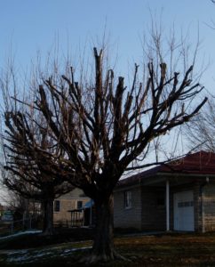 Image showing a topped tree in winter, in the yard of a house. All the main branches have been cut off along the top of the tree and new, young growth is visible.