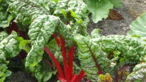 Swiss chard plant in the garden showing leaves