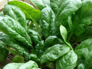 Close-up of lettuce plant showing large leaves
