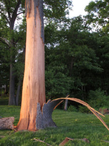 Tree Trunk showing bark peeled off from lightning striking the tree. 
