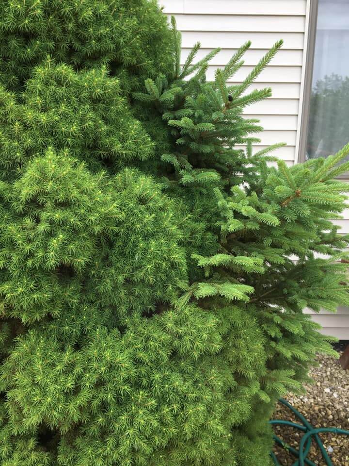 Remove errant branches to save ‘weird’ tree - Indiana Yard and Garden ...