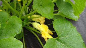 Close ip of a squash plant showing the flowers of the squash plant along with the large, green leaves.  There are both male and female flowers shown.