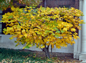 Image of Bottlebrush Buckeye in a landscape along side a building showing fall color of goldern yellow.