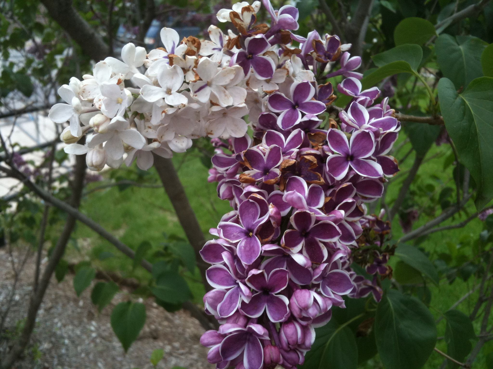 her 'sensation' lilac looks different this year. enjoy! - indiana