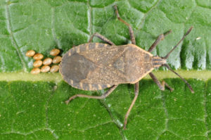 Close-up of a Squash Bug and 9 egg clusters on a plant leaf